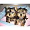 Teacup-yorkie-puppies-available-now-for-adoption