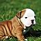Gorgeous-akc-english-bulldog-puppies-for-adoption