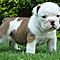 Cute-healthy-english-bulldog-puppies-ready