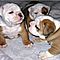5-adorable-male-and-female-english-bulldog-puppies-for-free-adoption