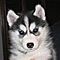 Awesome-siberian-husky-puppies-for-rehoming