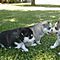 Cut-male-and-female-siberian-husky-puppies