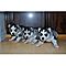 Adorable-hand-raised-male-and-female-siberian-husky-puppies-for-rehoming