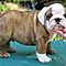 English-bulldog-pupies-for-rehoming